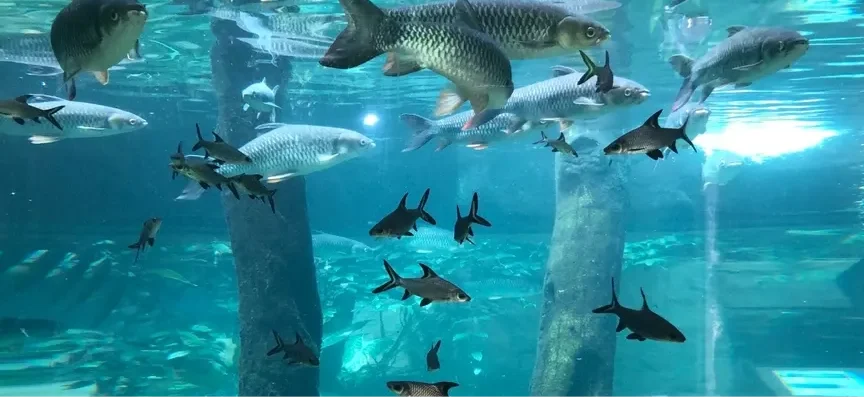 Kedai Aquarium terbaik di Langkawi 1 kedai aquarium terbaik di langkawi