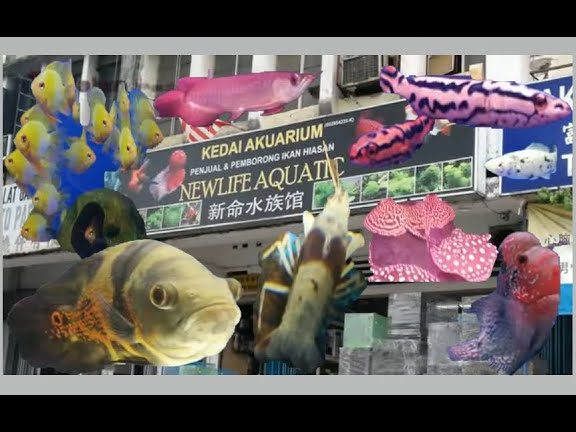 Kedai Aquarium terbaik di Tumpat, Kelantan - Panduan Mencari Kedai Ikan Hiasan Yang Sesuai 1 kedai aquarium terbaik di tumpat kelantan panduan mencari kedai ikan hiasan yang sesuai