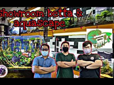 KEDAI AQUARIUM THE LABYRINTH LAB(AQUASCAPE) 1 kedai aquarium the labyrinth labaquascape
