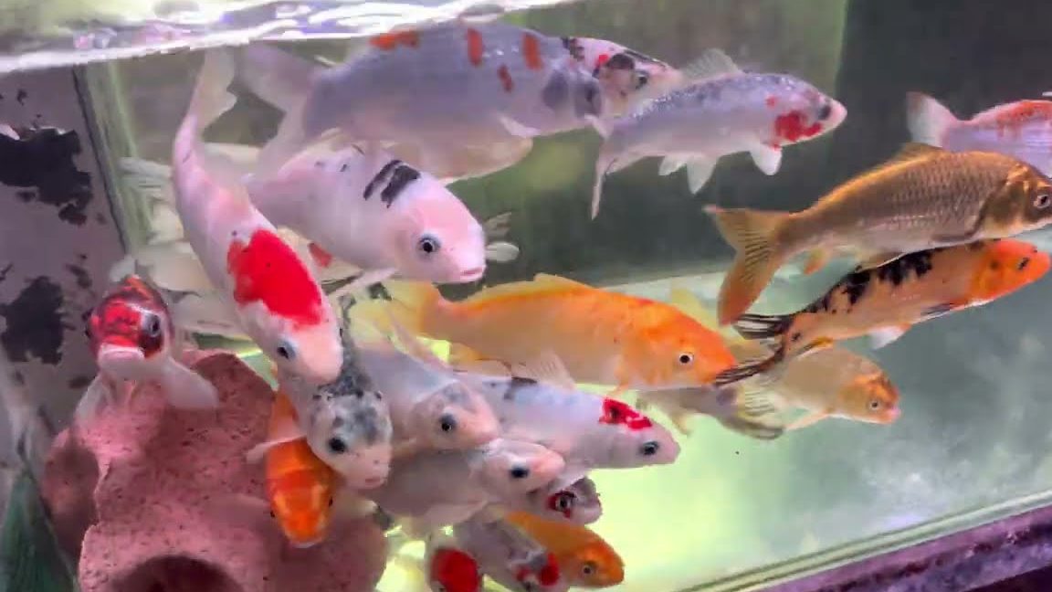 Las terbaik Kedai Aquarium en Daerah Segamat 1 las terbaik kedai aquarium en daerah segamat