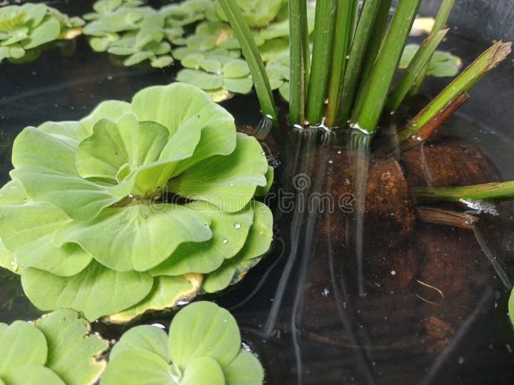 leafy aquatic garden
