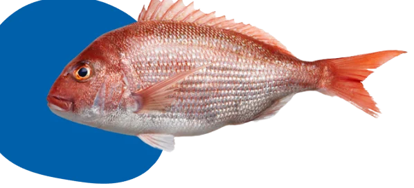 Lee Fish Sdn Bhd 1 lee fish sdn bhd