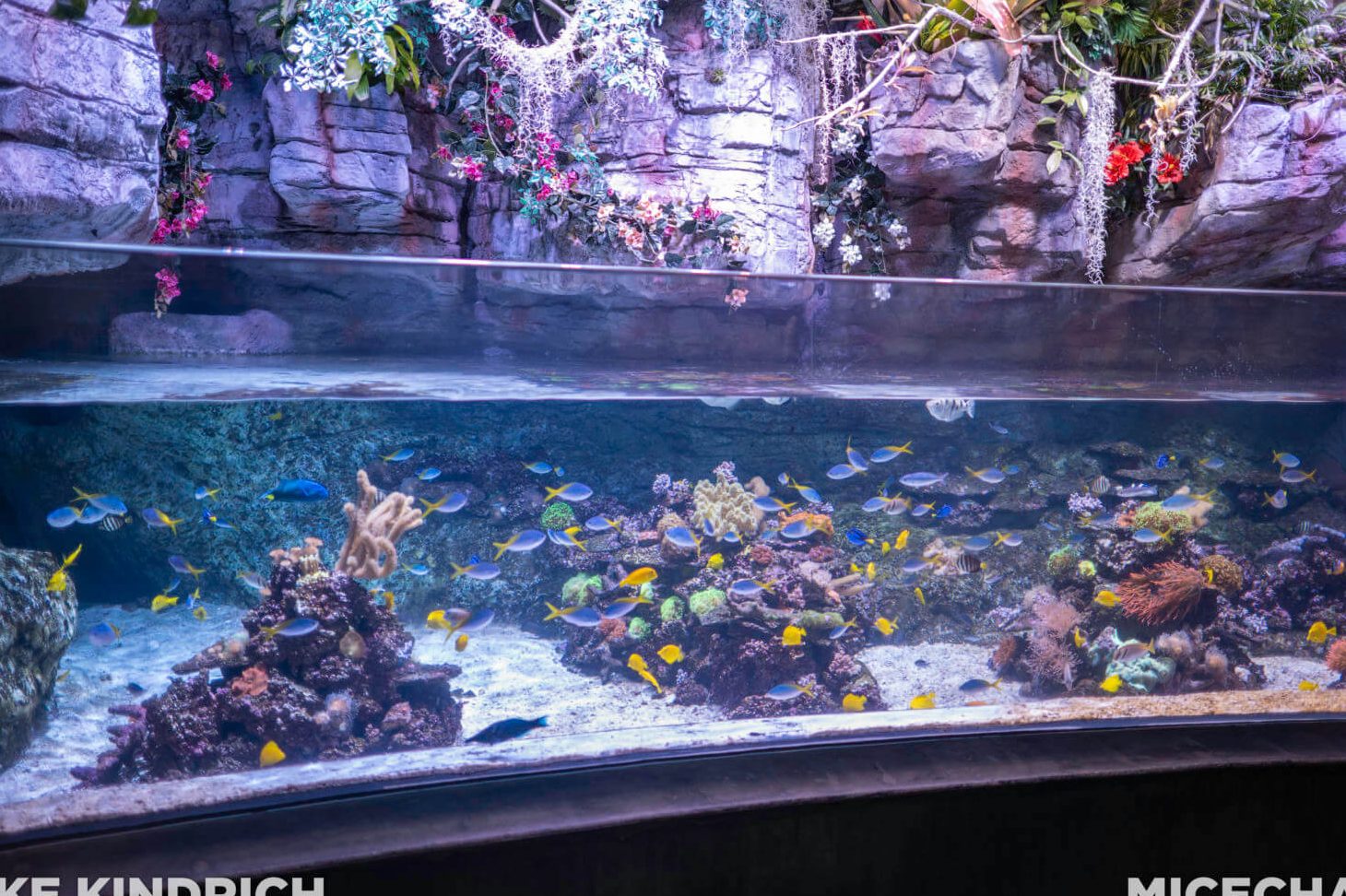 long foo aquarium centre