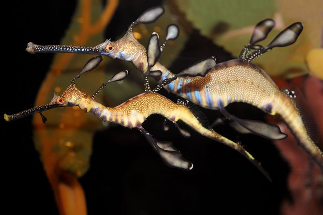 Long Hua Aquarium 1 long hua aquarium