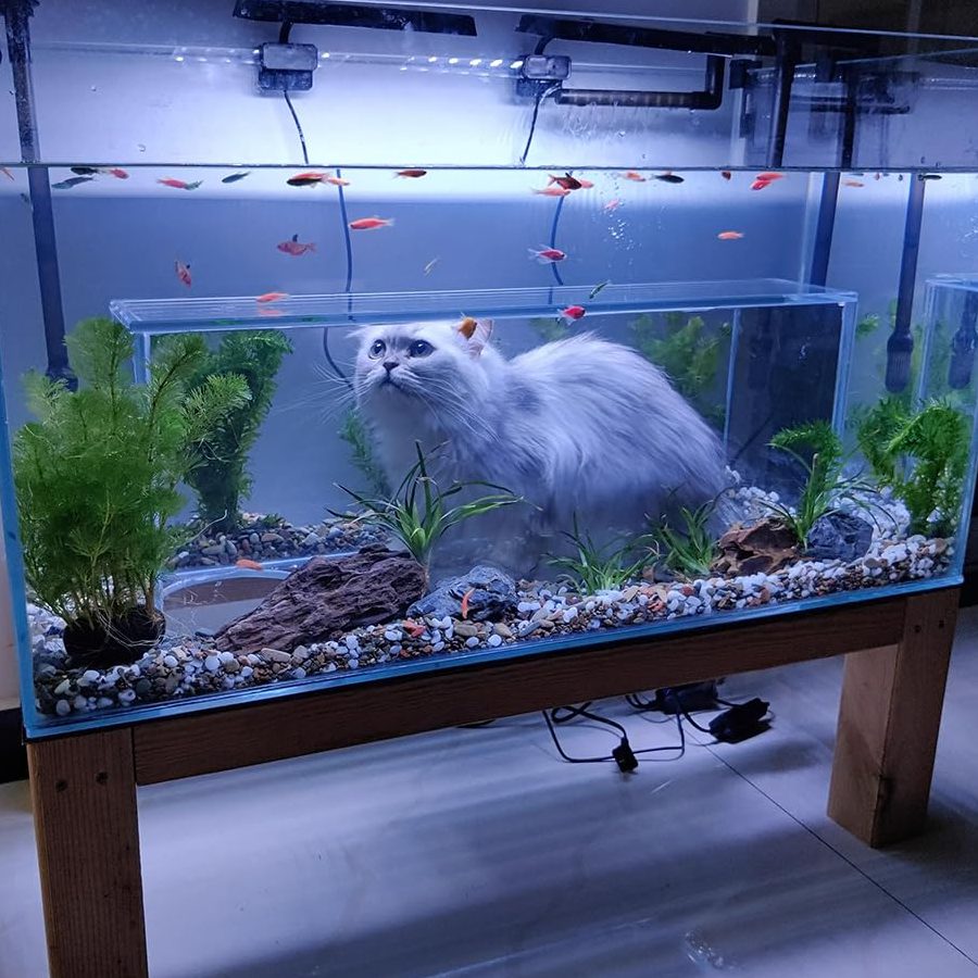 Lucky Fish Aquarium&Pets Enterprise 1 lucky fish aquariumpets enterprise