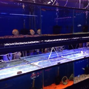 Lucky Tropical Fish Centre 1 lucky tropical fish centre