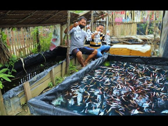 MAF BETTA FARM 1 maf betta farm