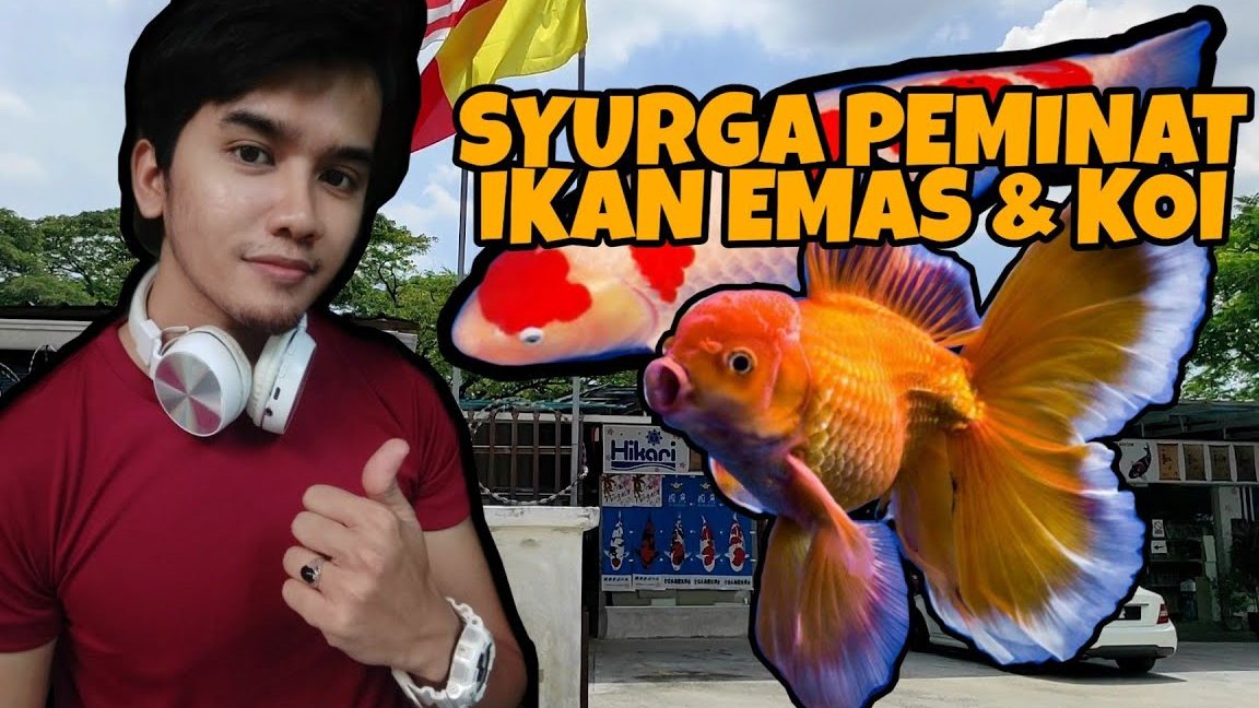 Maxxim Goldfish Sdn Bhd 1 maxxim goldfish sdn bhd