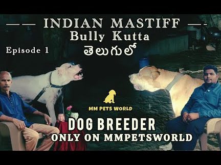 MM PETS WORLD 1 mm pets world