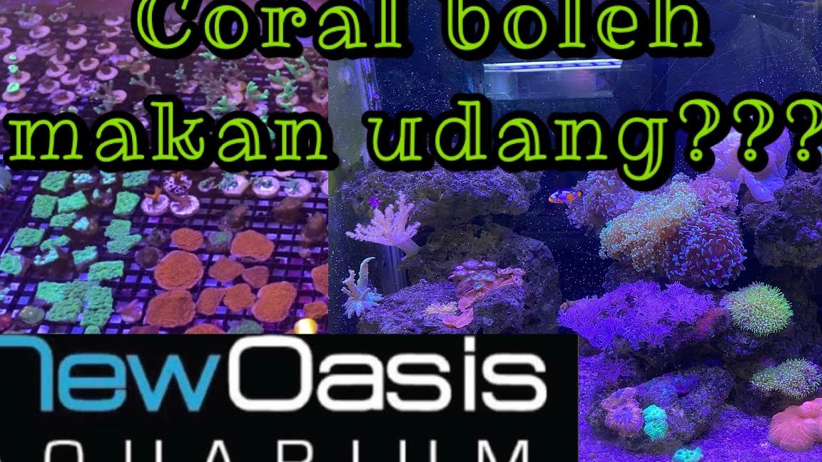 new oasis aqua merchant