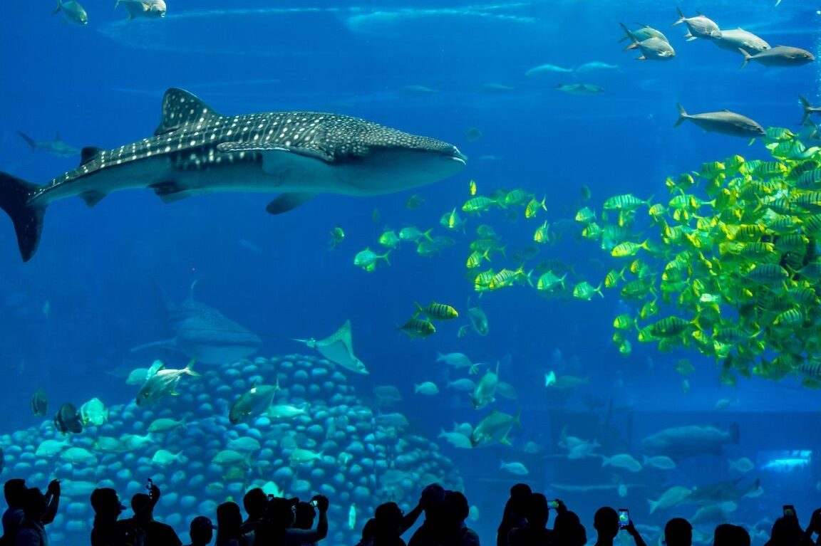 OCEAN KINS AQUARIUM 1 ocean kins aquarium