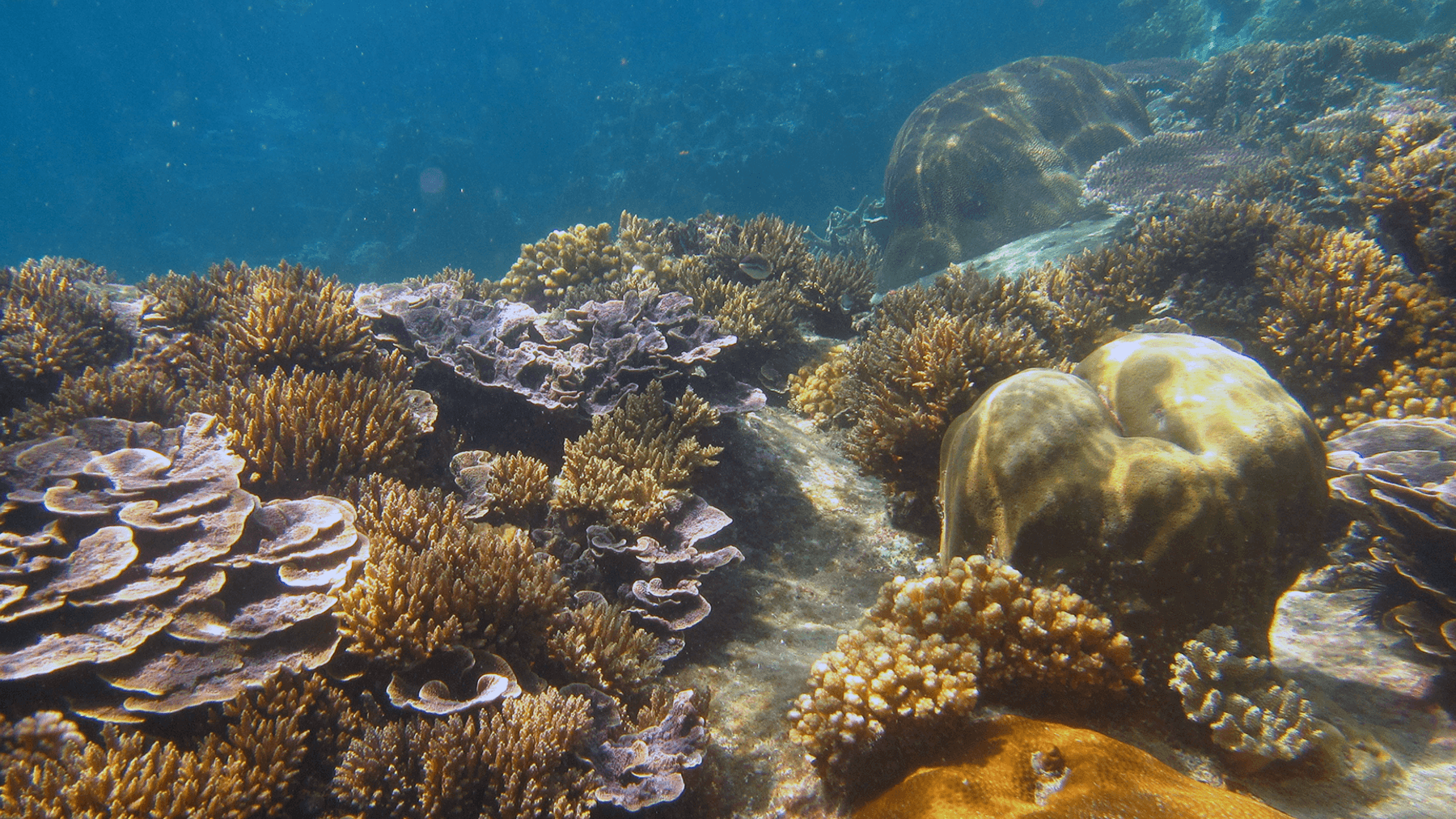 ocean reef ecosystem sdn bhd