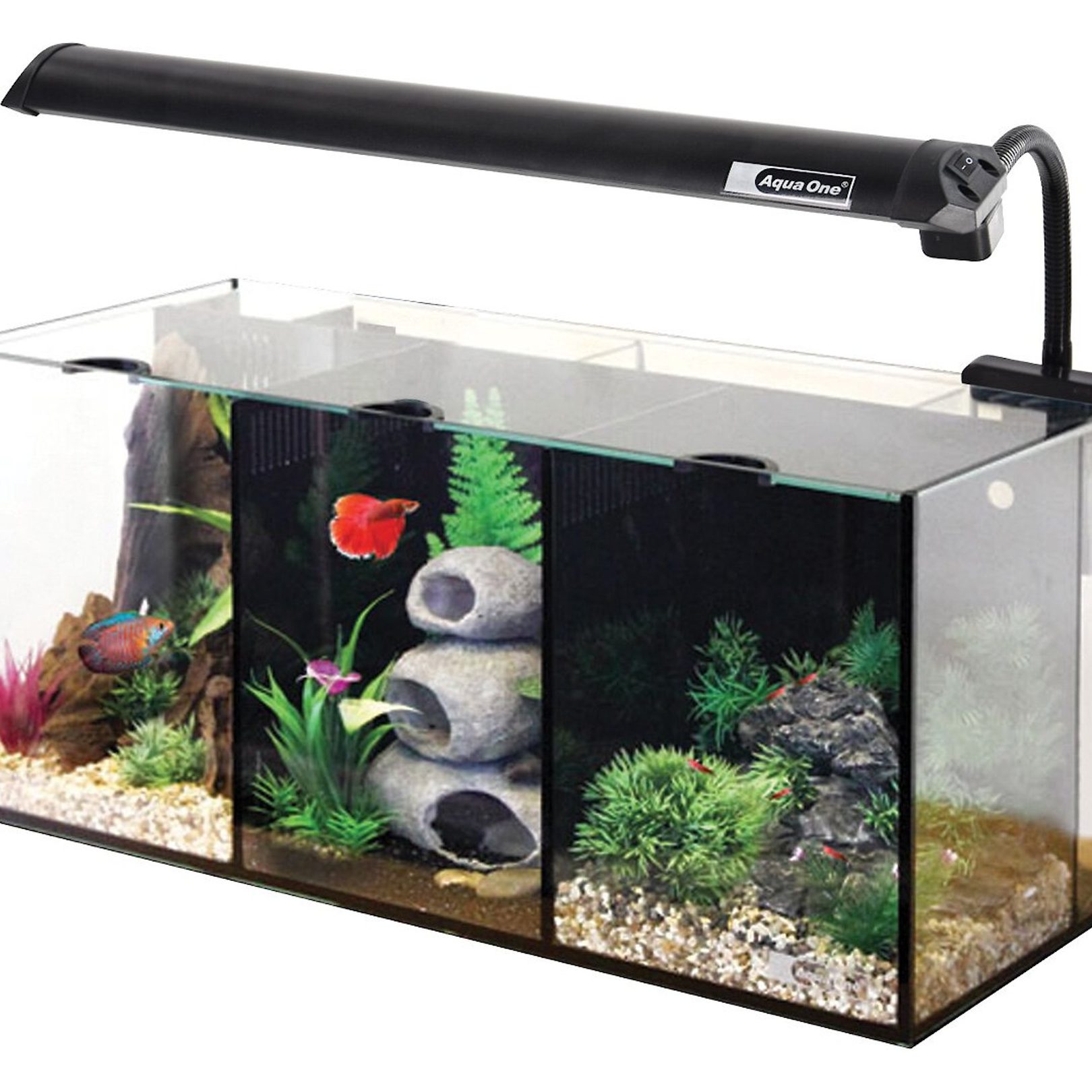 one two three aquarium