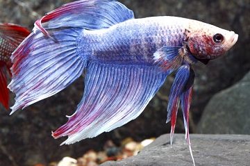 PBA BETTA 1 pba betta