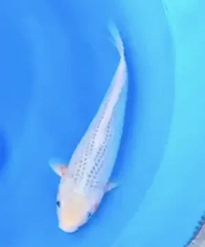 Pusat Akuarium Asagi 1 pusat akuarium asagi