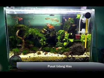 Pusat Akuarium Yong Hua 1 pusat akuarium yong hua