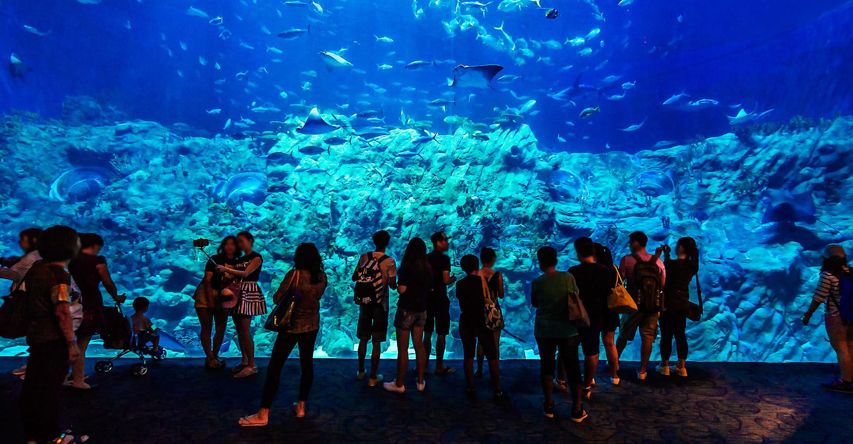 pusat aquarium hongying 1 pusat aquarium hongying