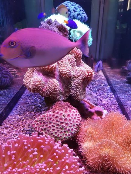 Pusat ikan & burung CORAL 1 pusat ikan burung coral