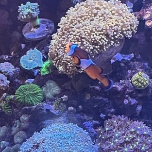 SIN SIN Aquarium 1 sin sin aquarium