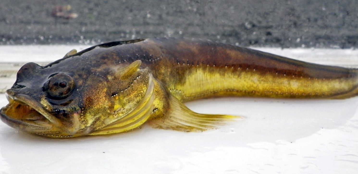 Som's Fish Pontian 1 soms fish pontian