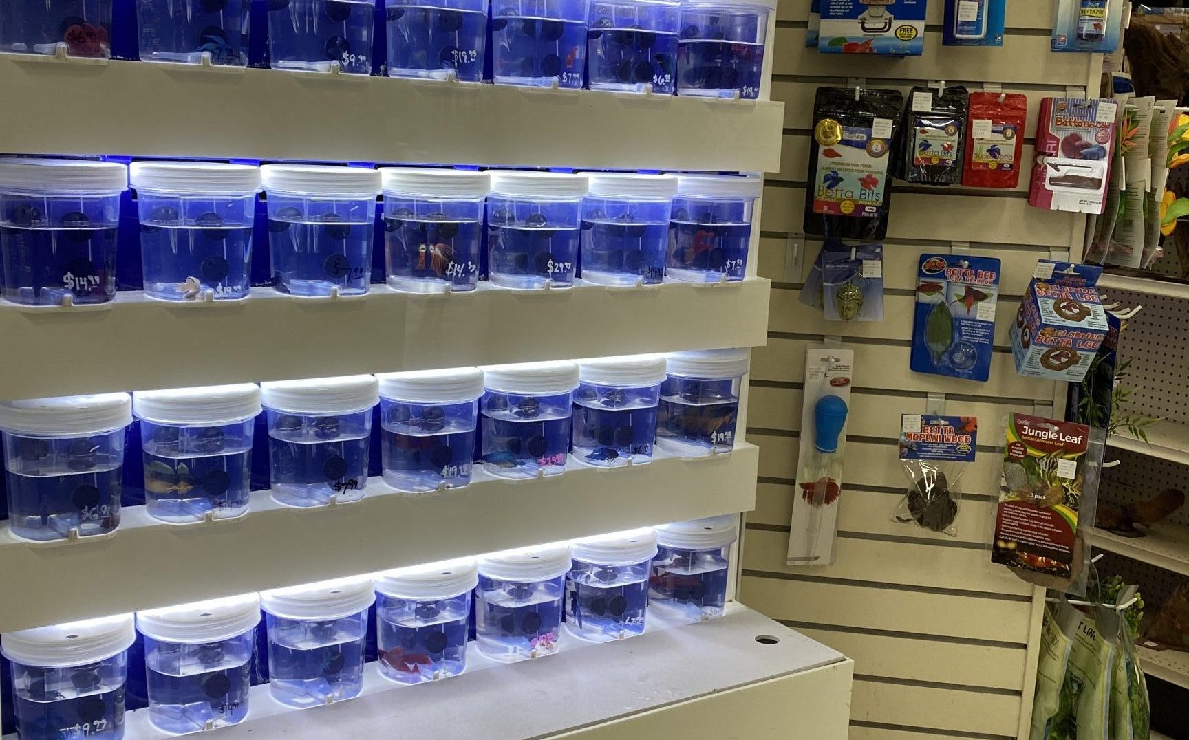 Syah Betta Shop 1 syah betta shop