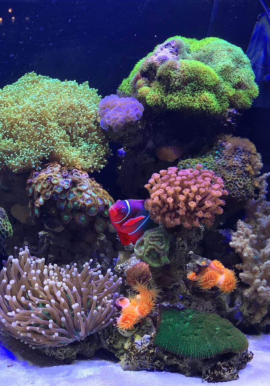 Syarikat Aquarium Hong Chen 1 syarikat aquarium hong chen