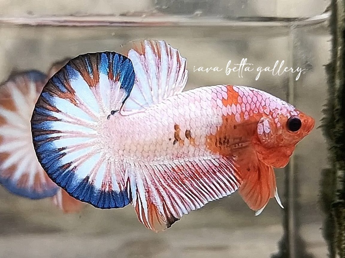 Tangkak Betta Fish 1 tangkak betta fish