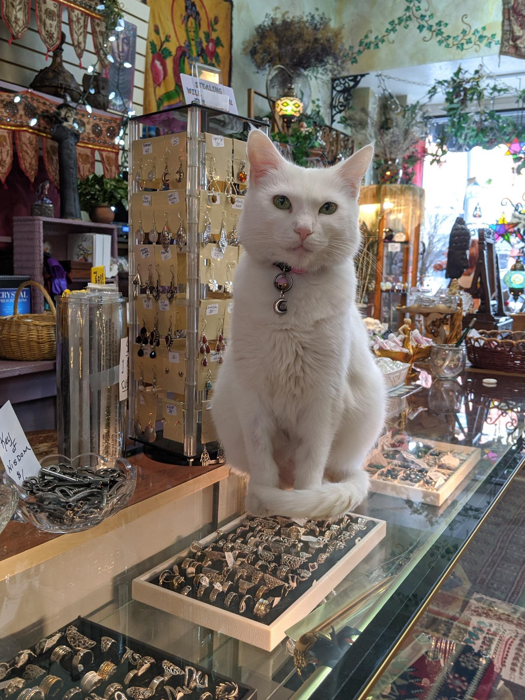 the cat store 1 the cat store