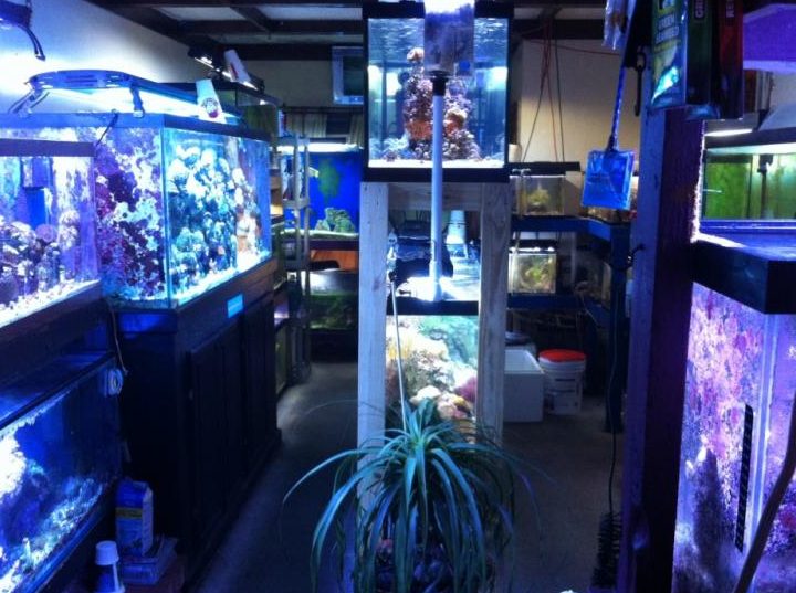 TNT Aquarium & Pets 1 tnt aquarium pets