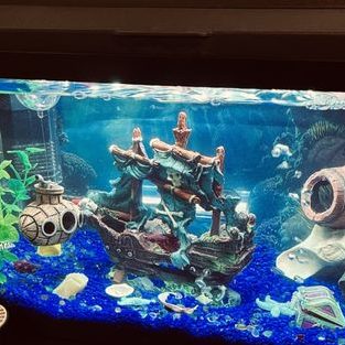 triple gold aquarium shop