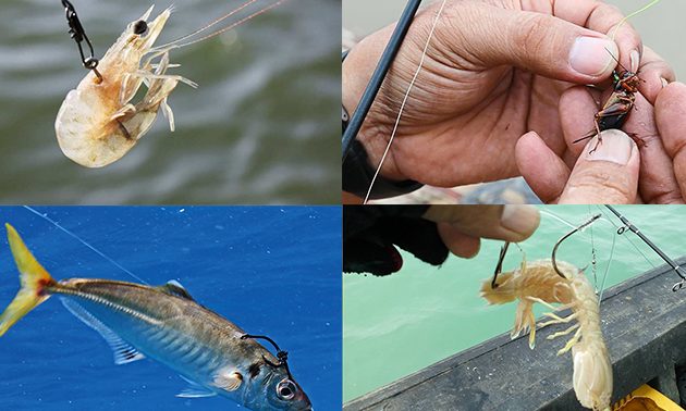 Umpan hidup 1 umpan hidup