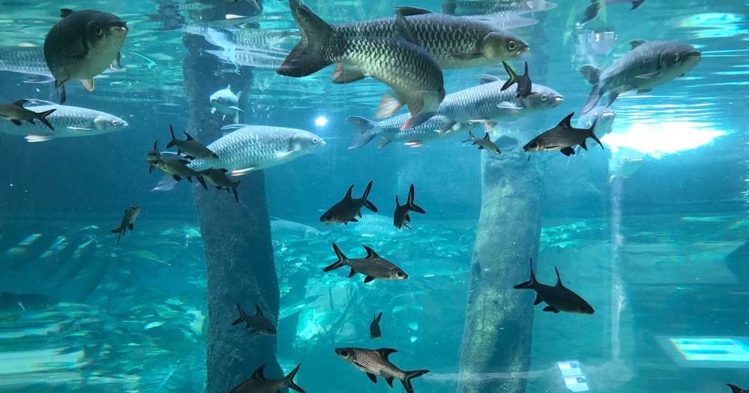 Underwater World Langkawi 1 underwater world langkawi