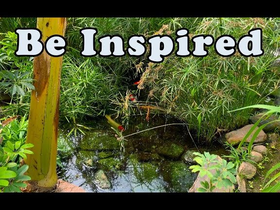 urban rainforest aquatics and gardening