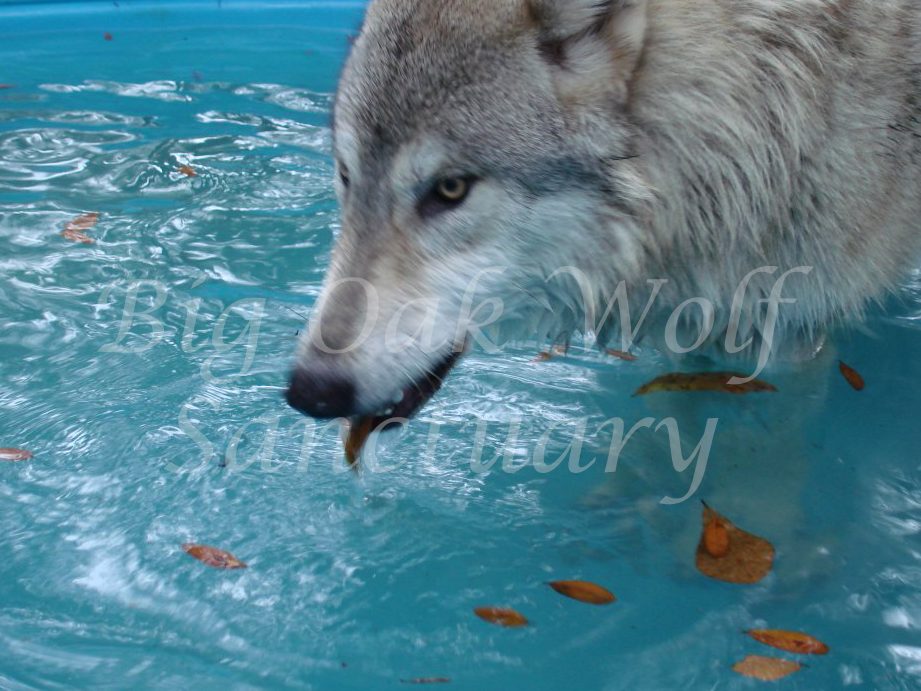 wolf pet aquatic house
