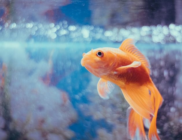 Wonderful Aquatic 1 wonderful aquatic