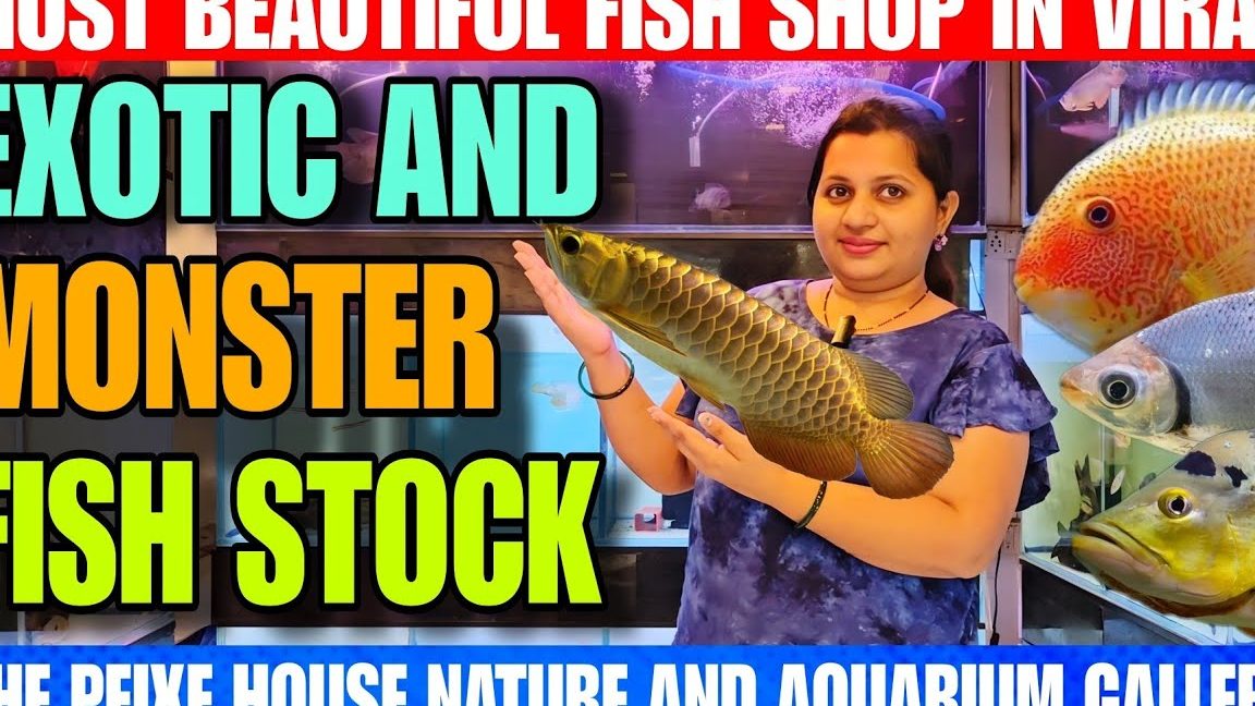 Wonderful Fish Centre 1 wonderful fish centre