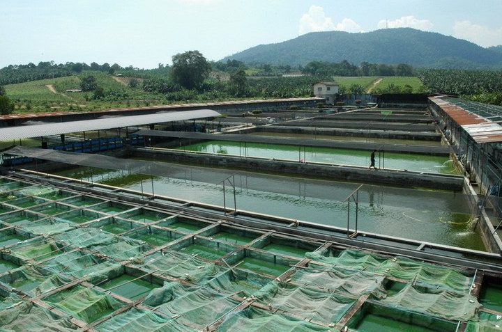 Xian Leng Aquatic Merchant Sdn Bhd 1 xian leng aquatic merchant sdn bhd