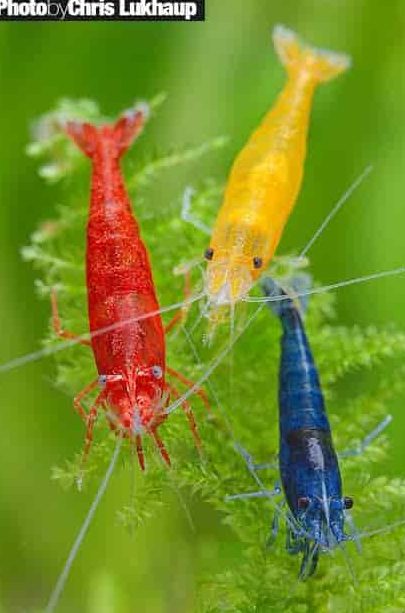 Zootopia Aquarium & Pets 1 zootopia aquarium pets